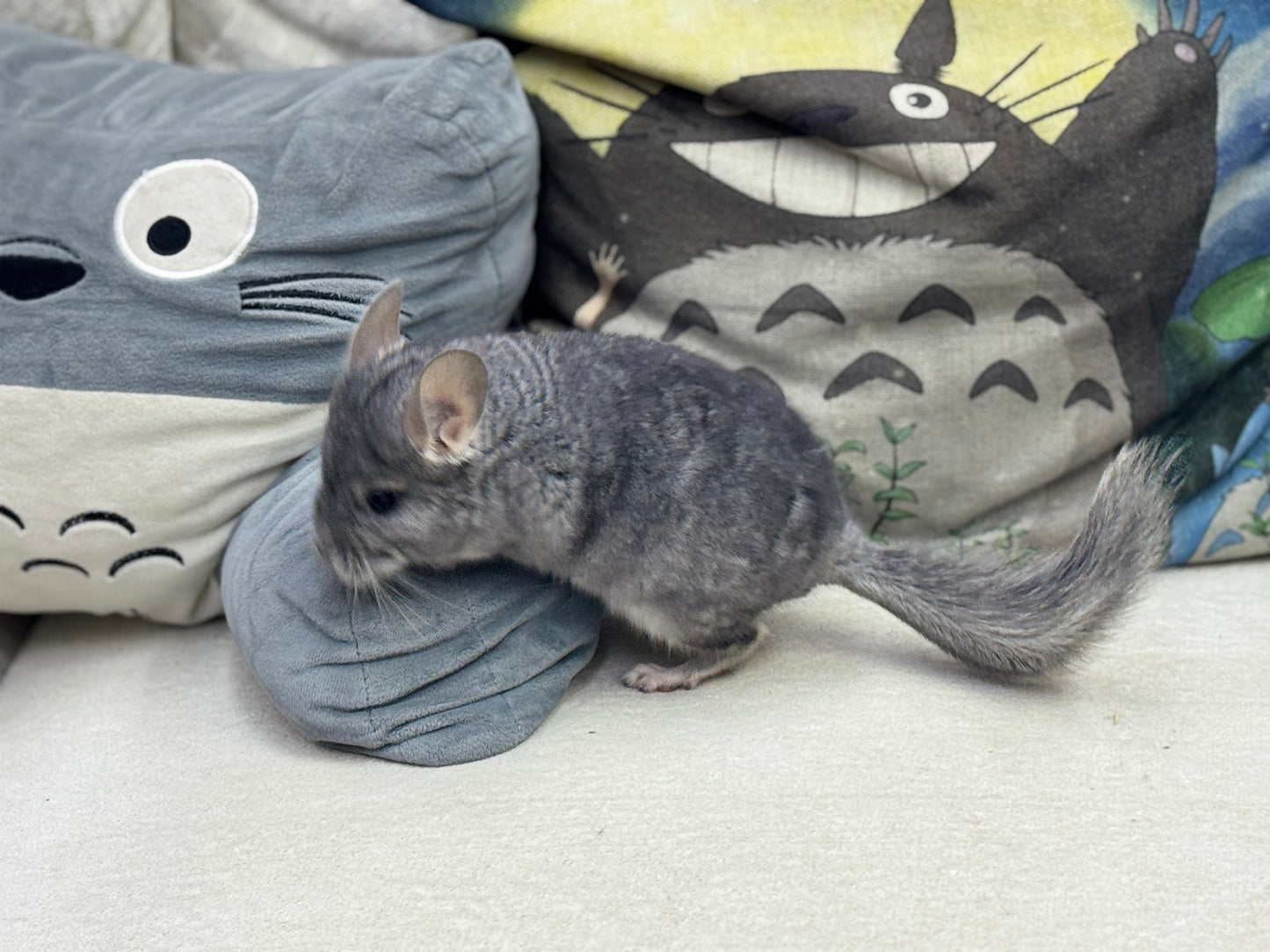 Chinchillas: T008 Blue Diamond male chinchilla for sale (USA Master Breeder’s lineage) Mum is Section Champ