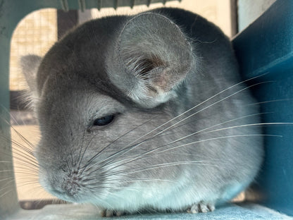 Chinchillas: M019 Violet female chinchilla for rehome. (USA lineage)