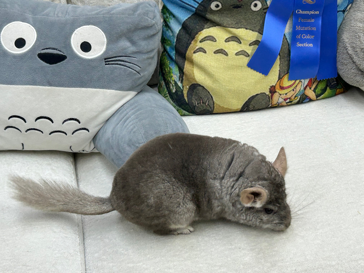 Chinchillas: N503 Dark Beige female chinchilla for sale with Section Champion ribbon