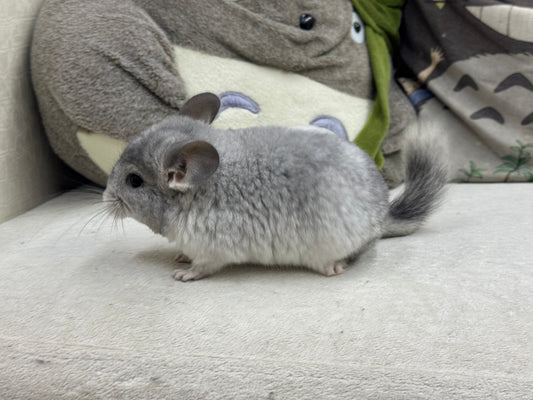 Chinchillas: T021 Mosaic male chinchilla for sale (USA Master Breeder’s lineage)