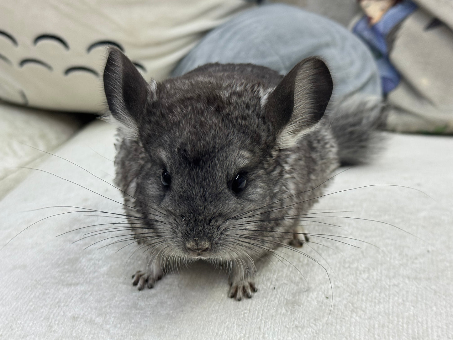 Chinchillas: T014 Standard female chinchilla for sale (Master Breeder’s USA lineage)
