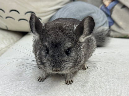 Chinchillas: T014 Standard female chinchilla for sale (Master Breeder’s USA lineage)