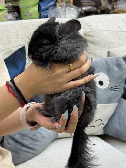 Chinchillas: S002 Dark Ebony RPA (Angora) male chinchilla for sale (CCCU lineage)