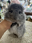 Chinchillas: R021 Standard RPA female chinchilla for sale from big sized angora parents