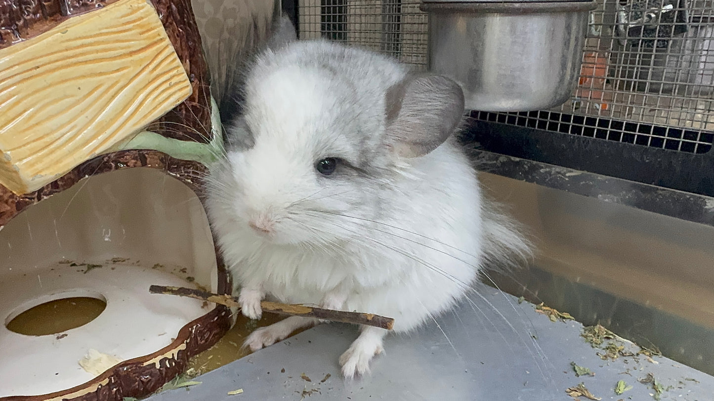 Chinchillas: R037 Mosaic RPA (Angora) male chinchilla for sale (CCCU USA lineage)