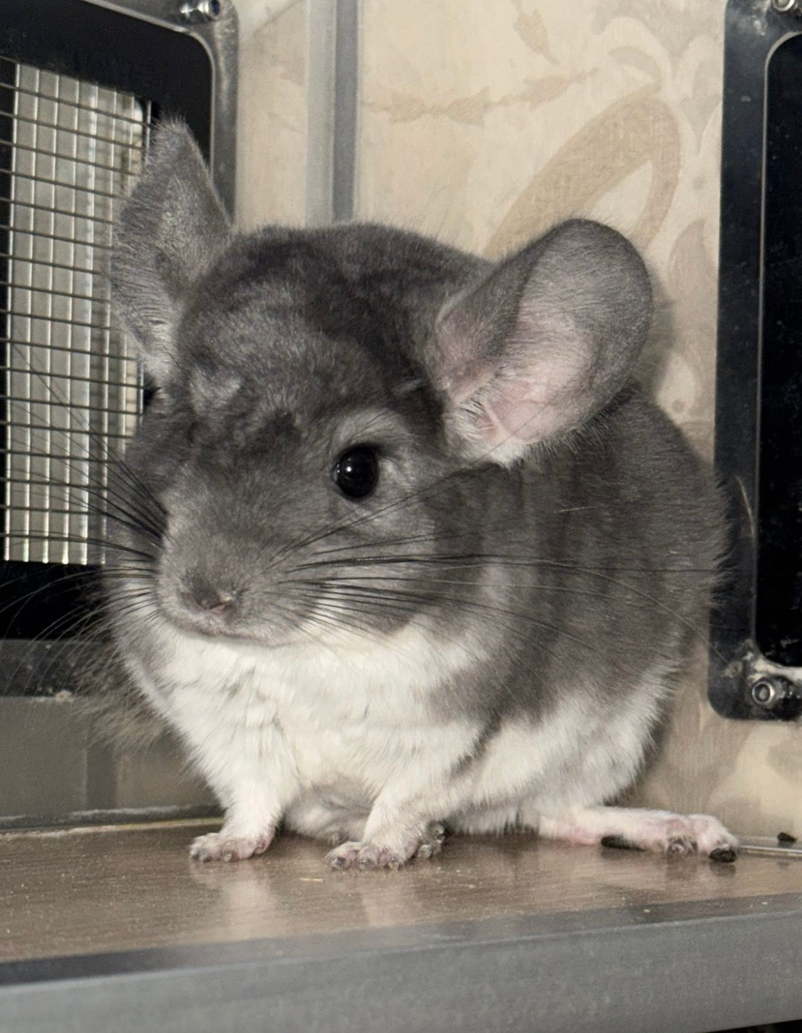 Chinchillas: P018 Violet male chinchilla for sale (USA lineage)