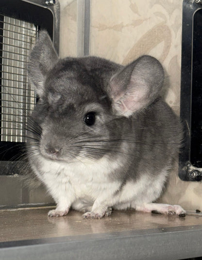 Chinchillas: P018 Violet male chinchilla for sale (USA lineage)