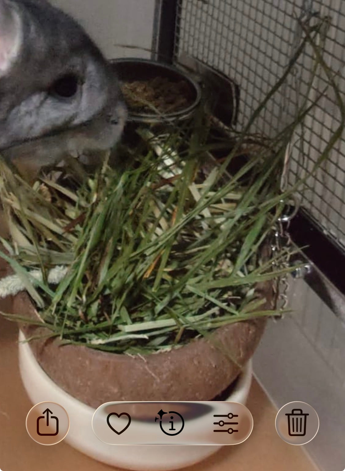 Baked small coconut shell food bowl to hold hay/ food and for gnawing.