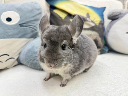 Chinchillas: P018 Violet male chinchilla for sale (USA lineage)