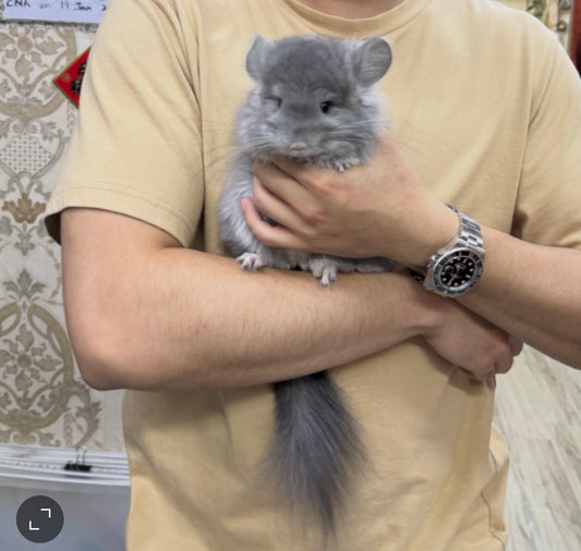 Chinchillas: T001 Violet RPA (Angora) female chinchilla  (USA CCCU lineage)