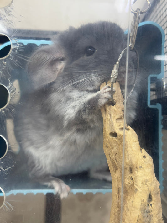 Chinchillas: R040 TOV Violet male chinchilla for sale (Brevi face) (USA lineage)