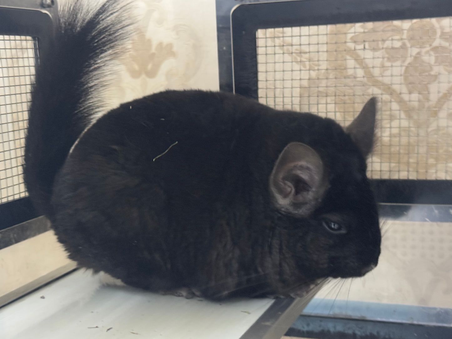 Chinchillas: P5 Dark Ebony female chinchilla for sale (USA lineage)