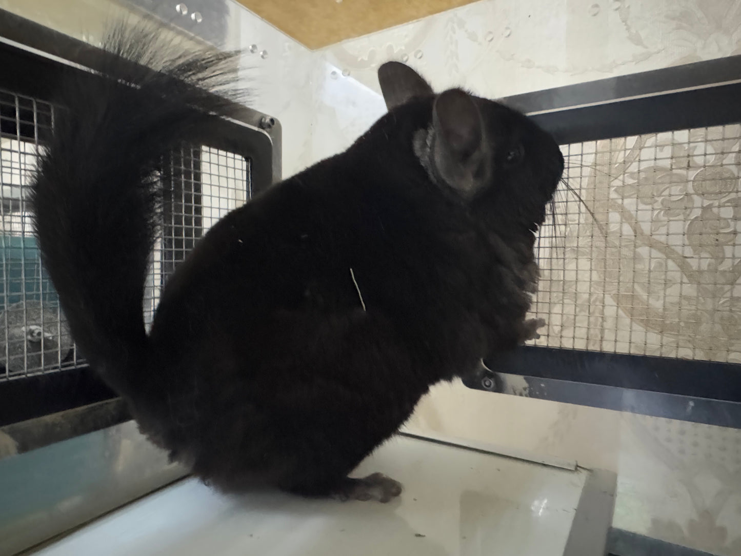 Chinchillas: P5 Dark Ebony female chinchilla for sale (USA lineage)