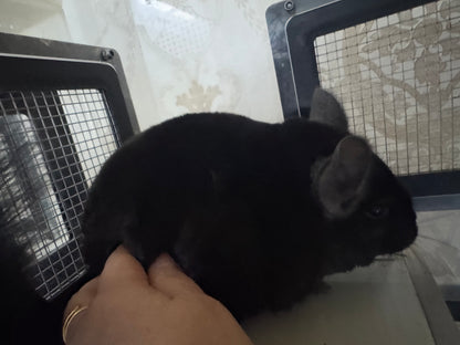 Chinchillas: P5 Dark Ebony female chinchilla for sale (USA lineage)