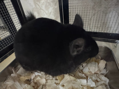 Chinchillas: P5 Dark Ebony female chinchilla for sale (USA lineage)