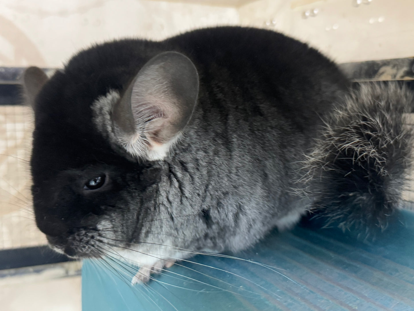 Chinchillas: R036 Black Velvet female chinchilla for sale