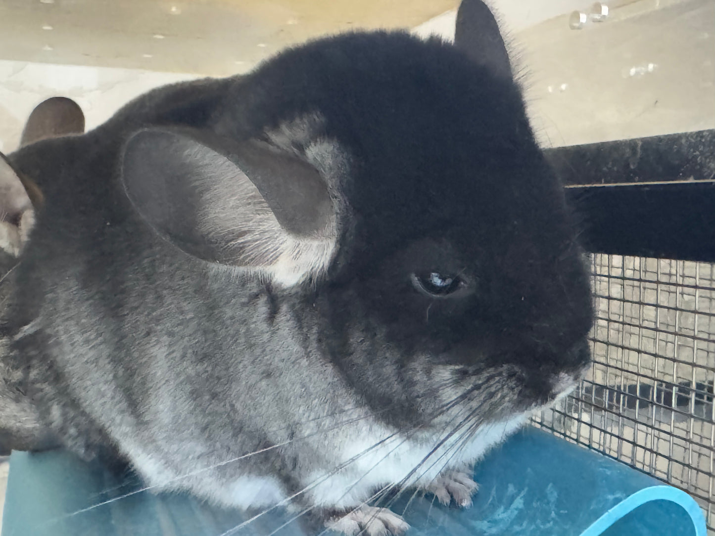 Chinchillas: R036 Black Velvet female chinchilla for sale