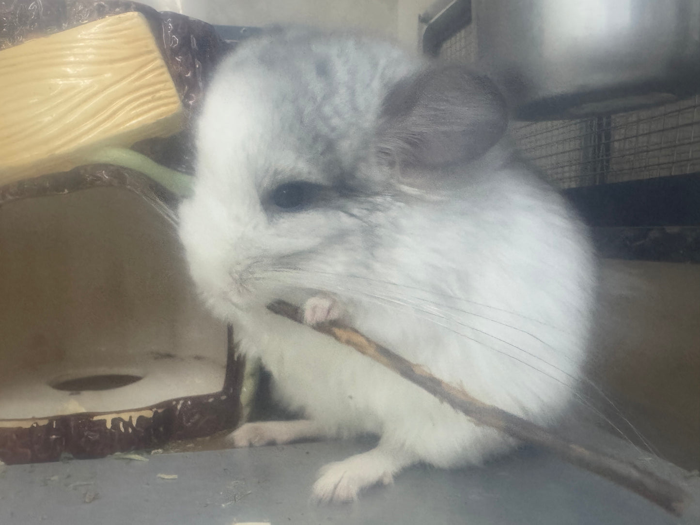 Chinchillas: R037 Mosaic RPA (Angora) male chinchilla for sale (CCCU USA lineage)