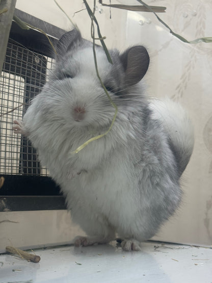 Chinchillas: R037 Mosaic RPA (Angora) male chinchilla for sale (CCCU USA lineage)