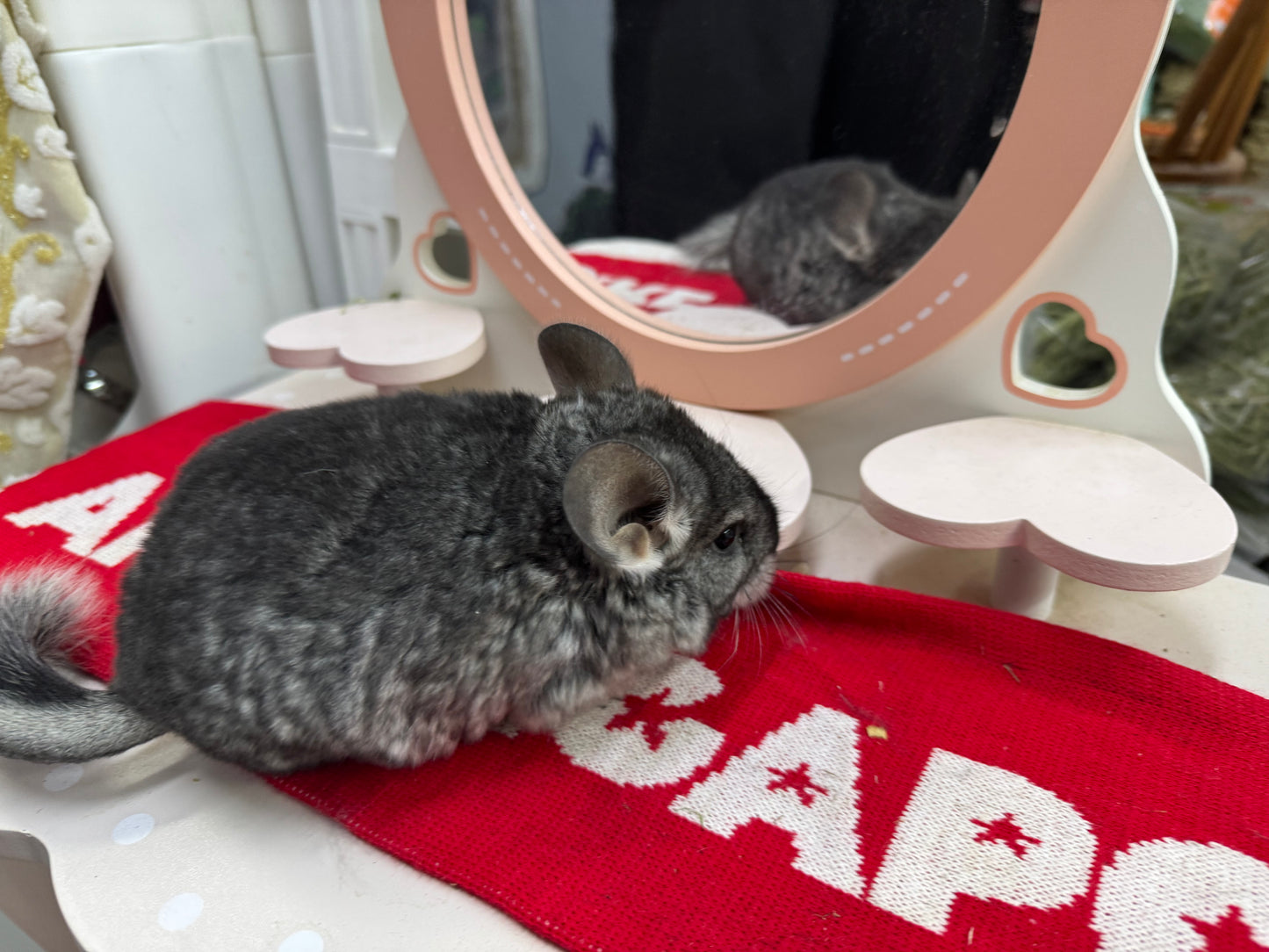 Chinchillas: T010 Standard female chinchilla for sale (USA Master Breeder’s lineage) very friendly