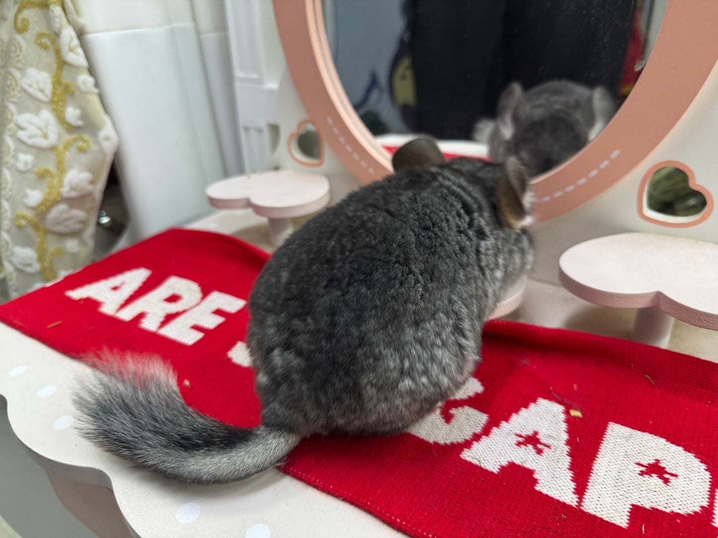 Chinchillas: T010 Standard female chinchilla for sale (USA Master Breeder’s lineage) very friendly