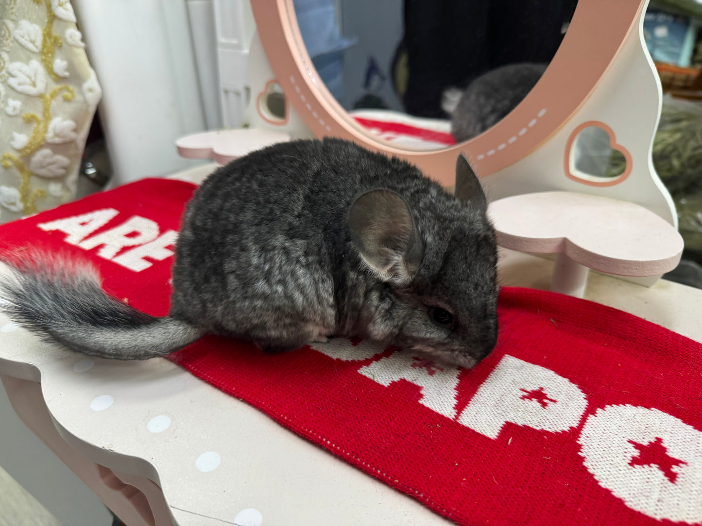 Chinchillas: T010 Standard female chinchilla for sale (USA Master Breeder’s lineage) very friendly