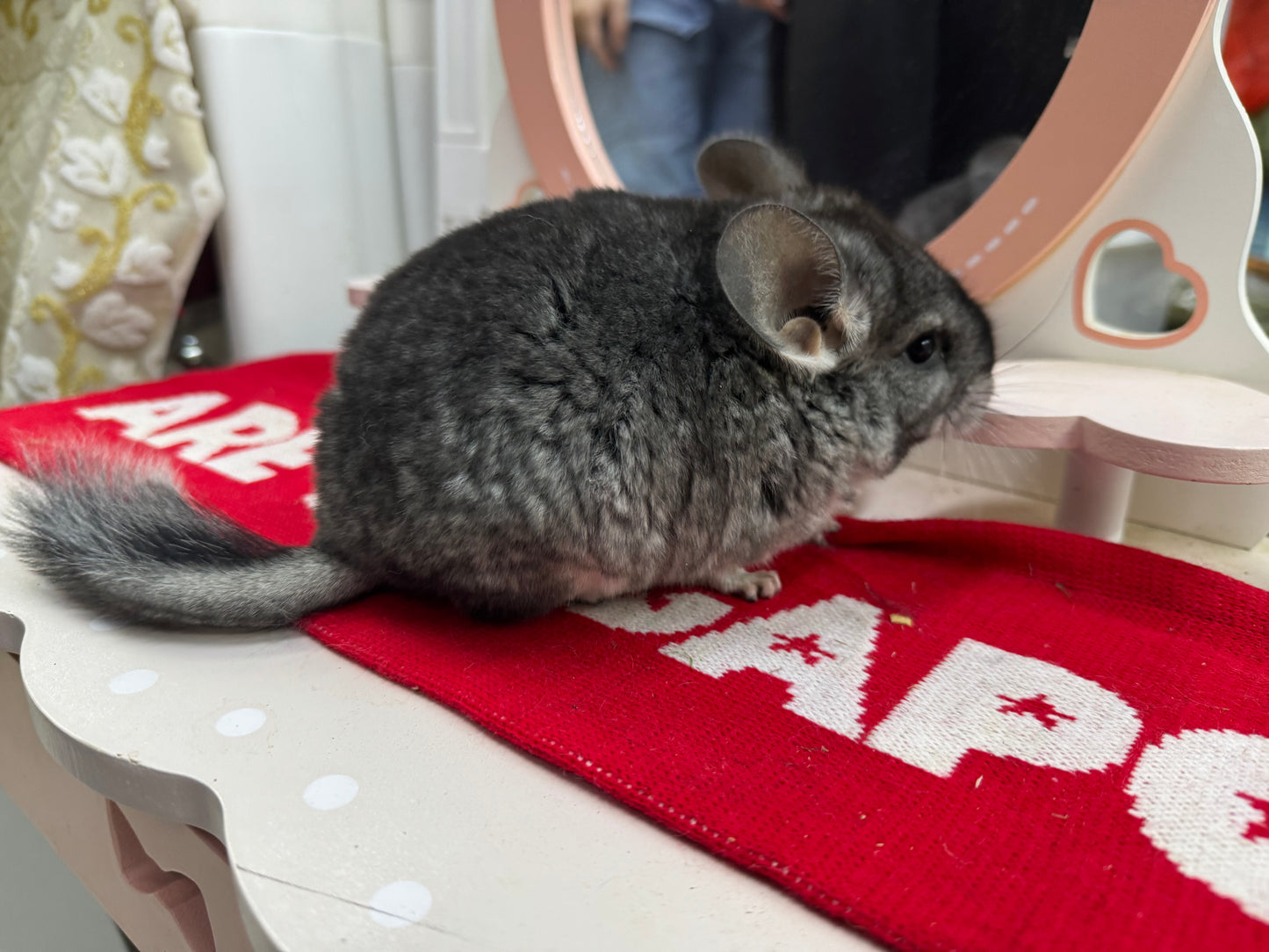 Chinchillas: T010 Standard female chinchilla for sale (USA Master Breeder’s lineage) very friendly