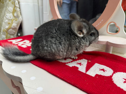 Chinchillas: T010 Standard female chinchilla for sale (USA Master Breeder’s lineage) very friendly