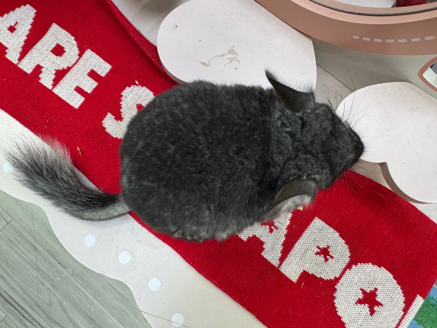 Chinchillas: T010 Standard female chinchilla for sale (USA Master Breeder’s lineage) very friendly