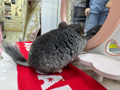 Chinchillas: T010 Standard female chinchilla for sale (USA Master Breeder’s lineage) very friendly