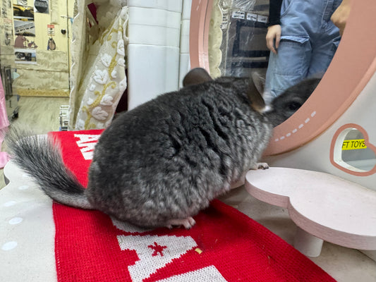 Chinchillas: T010 Standard female chinchilla for sale (USA Master Breeder’s lineage) very friendly