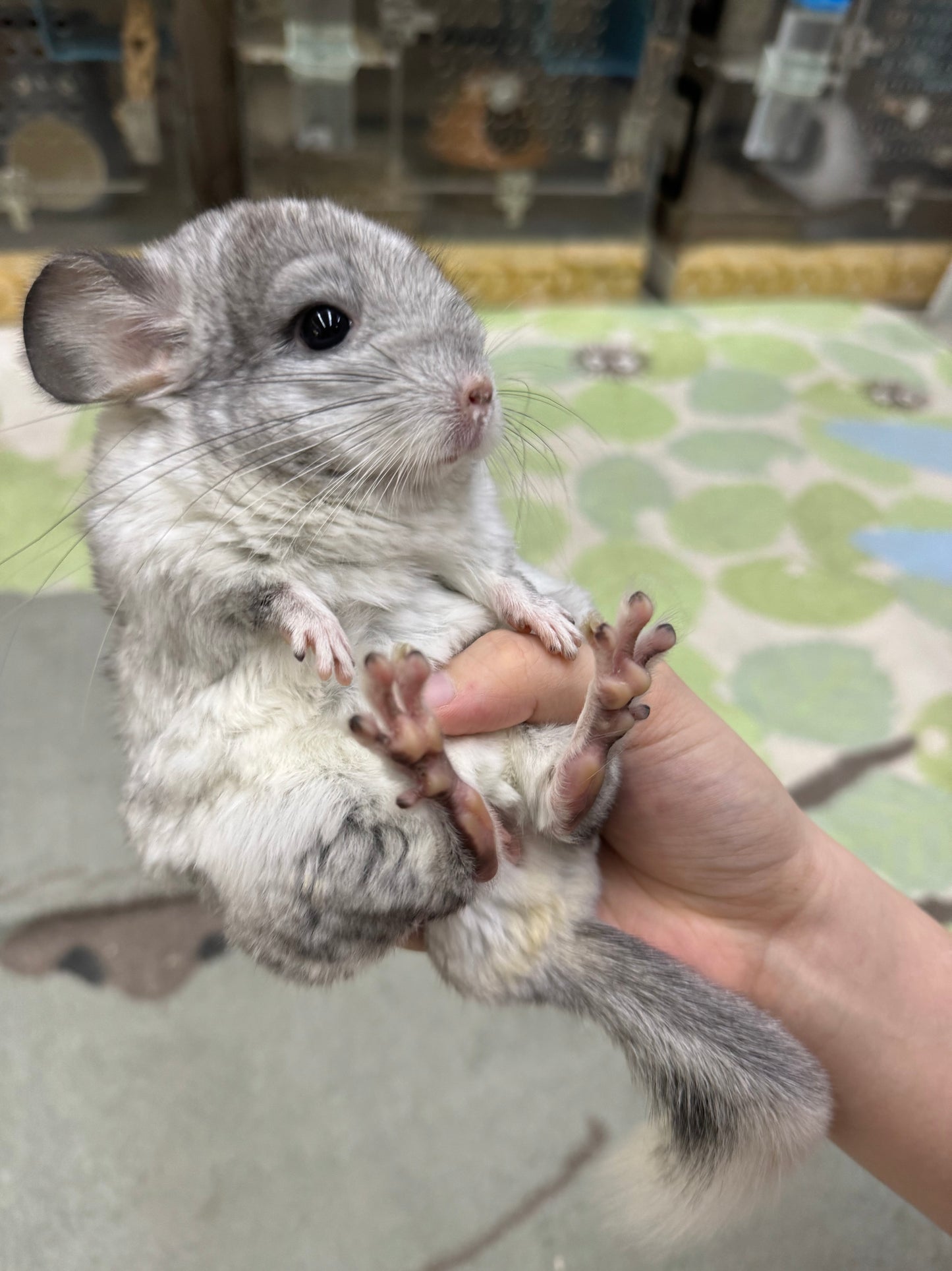 Chinchillas: R029 Mosaic (beautiful markings) male chinchilla for sale (USA lineage)