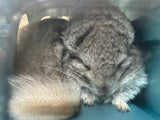 Chinchillas: R021 Standard RPA female chinchilla for sale from big sized angora parents