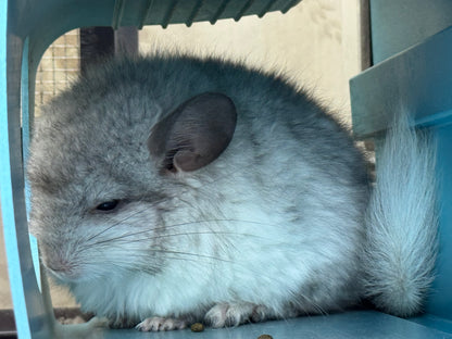 Chinchillas: S026 Mosaic RPA (angora) male chinchilla for sale (USA CCCU lineage)
