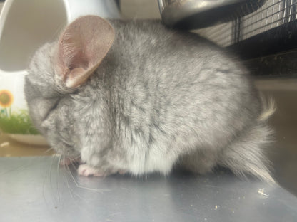 Chinchillas: P026 Beige Violet male chinchilla for sale (curled “rosette” tail n 2 missing fingers)curly potato super soft fur and chubby (USA lineage)