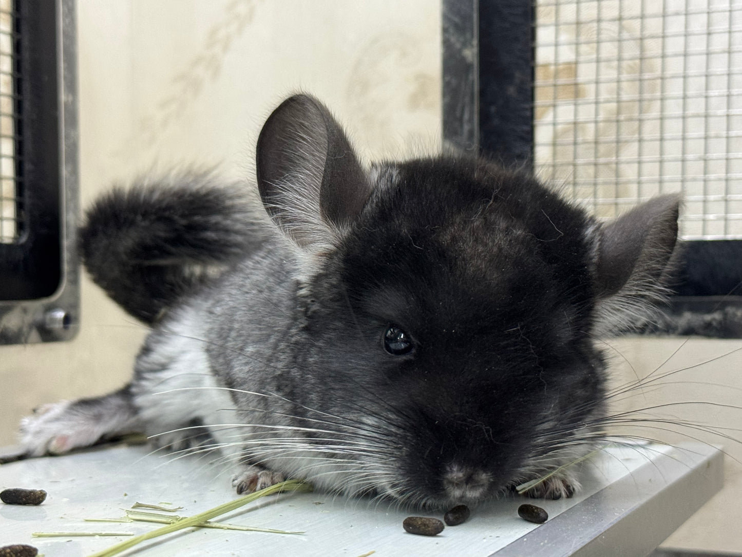 Chinchillas: S019 Black Velvet male chinchilla for sale (USA lineage)