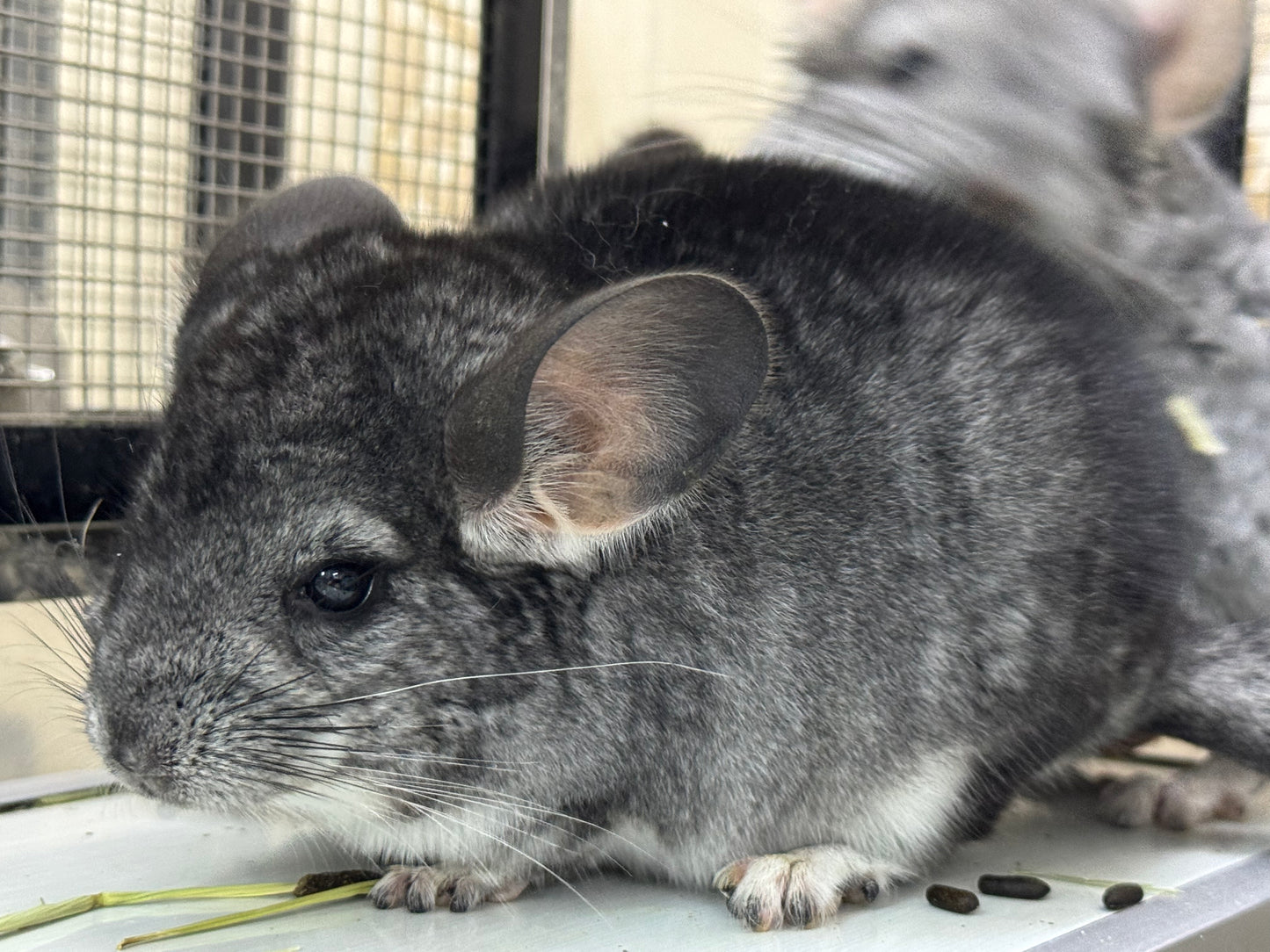 Chinchillas: S023 Standard male chinchilla for sale (Reserve Grand Show Champion USA lineage)