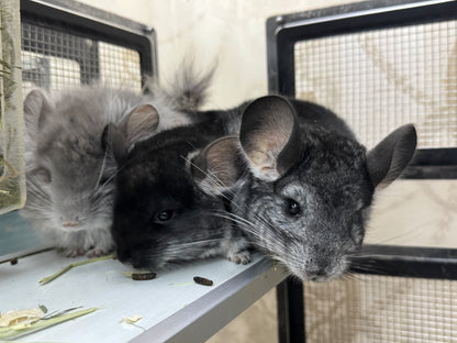 Chinchillas: S019 Black Velvet male chinchilla for sale (USA lineage)