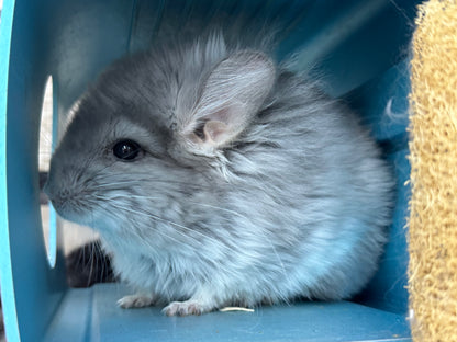 Chinchillas: S020 Violet RPA male chinchilla for sale (USA CCCU lineage)