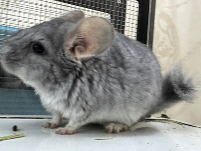 Chinchillas: S17 Blue Diamond male chinchilla for sale (USA lineage)