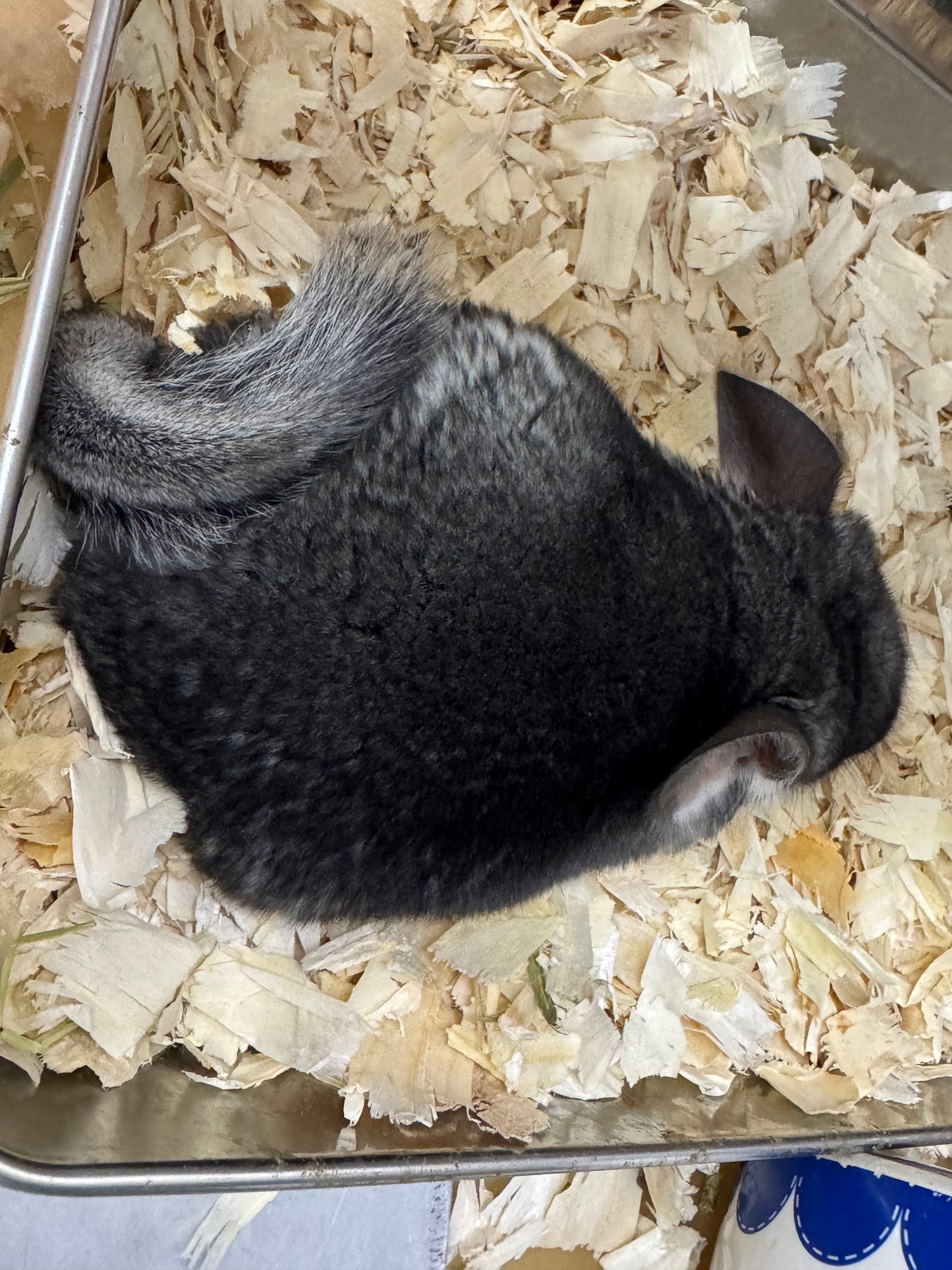 Chinchillas: T010 Standard female chinchilla for sale (USA Master Breeder’s lineage) very friendly