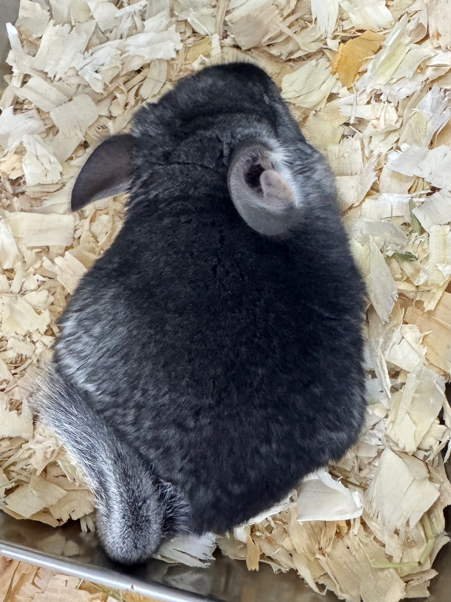 Chinchillas: T010 Standard female chinchilla for sale (USA Master Breeder’s lineage) very friendly
