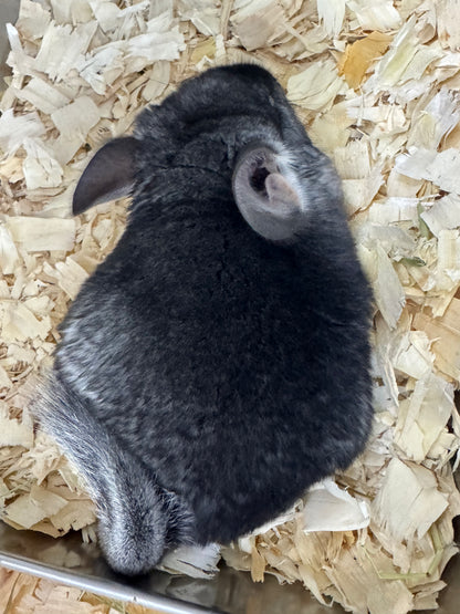 Chinchillas: T010 Standard female chinchilla for sale (USA Master Breeder’s lineage) very friendly