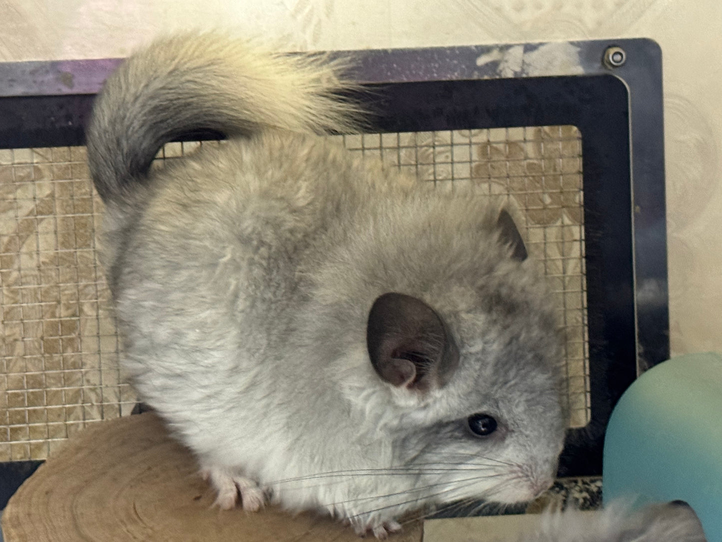 Chinchillas: S028 Mosaic RPA (angora) female chinchilla for sale (USA CCCU lineage)