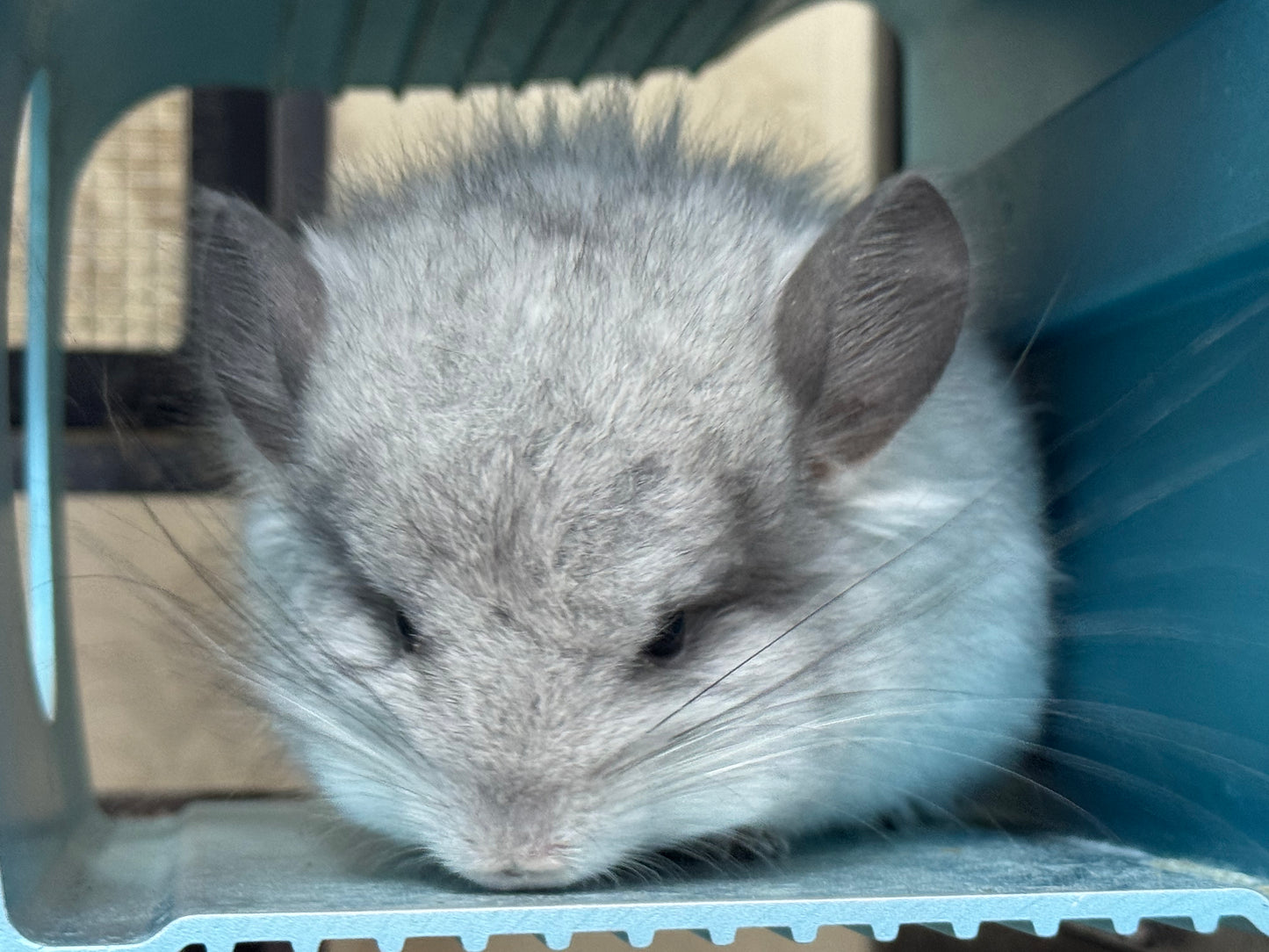 Chinchillas: S026 Mosaic RPA (angora) male chinchilla for sale (USA CCCU lineage)