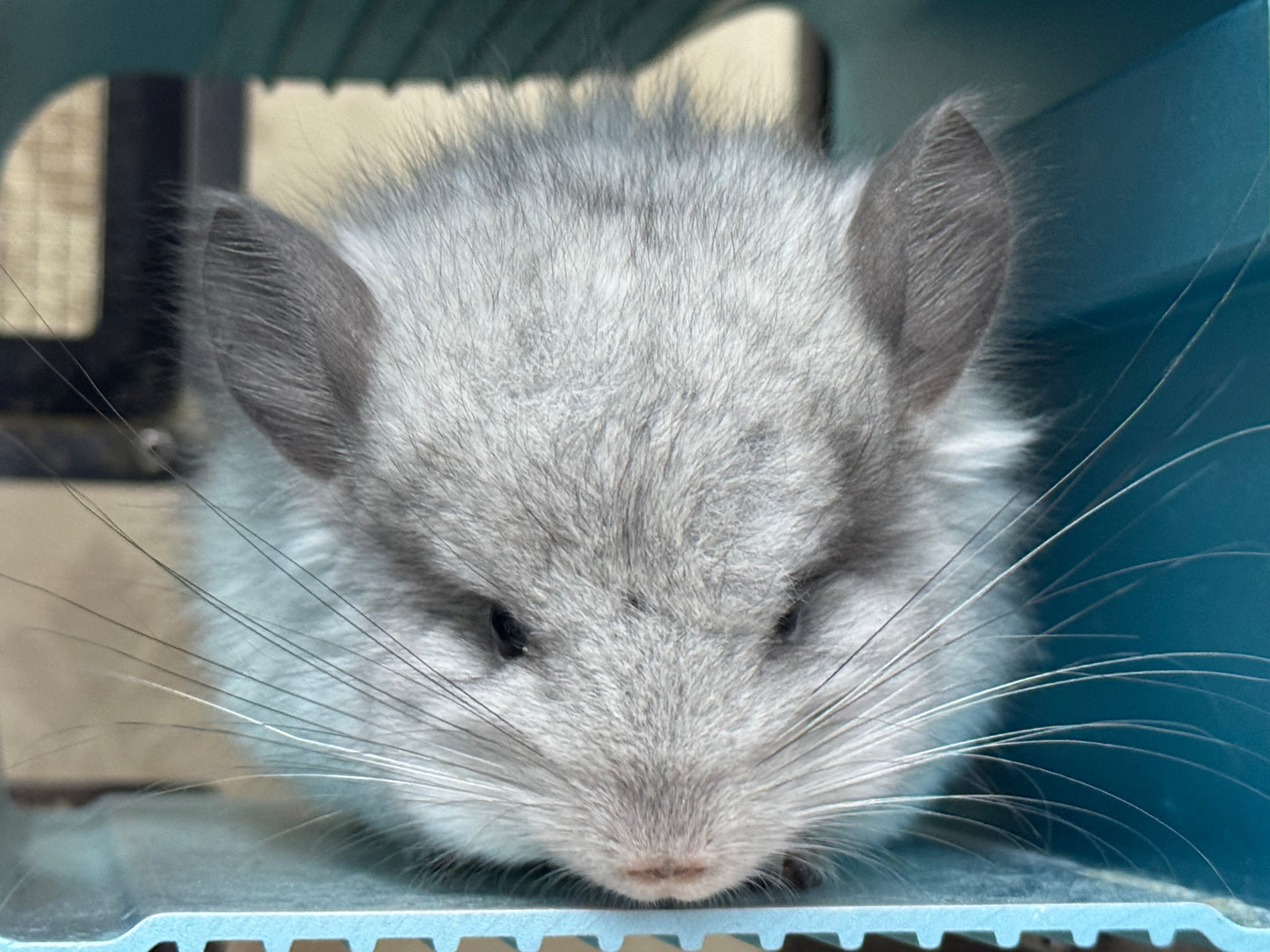 Chinchillas: S026 Mosaic RPA (angora) male chinchilla for sale (USA CCCU lineage)