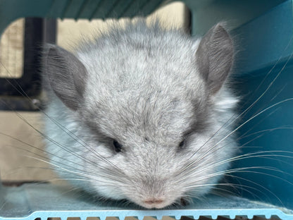Chinchillas: S026 Mosaic RPA (angora) male chinchilla for sale (USA CCCU lineage)