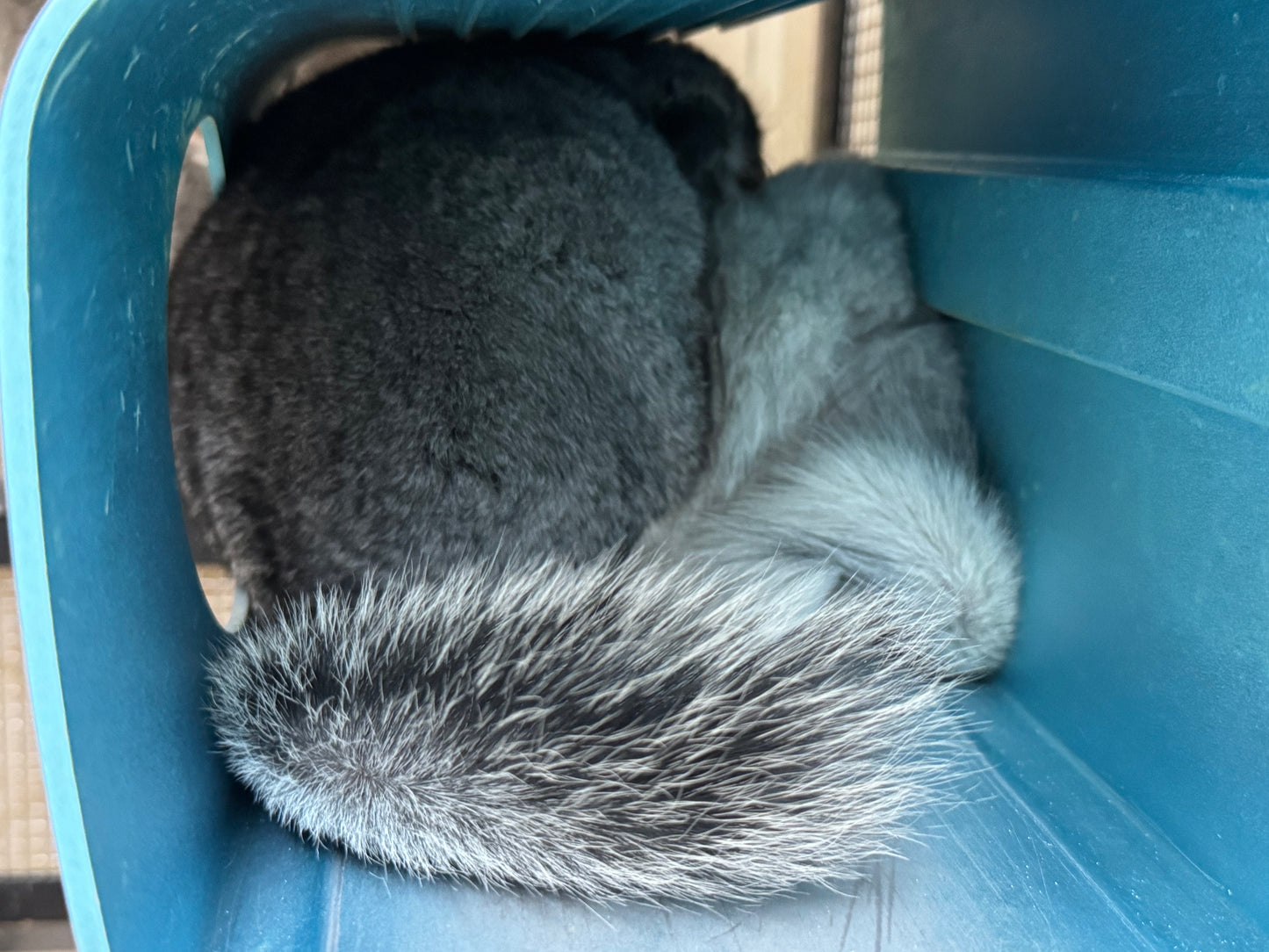 Chinchillas: S028 Mosaic RPA (angora) female chinchilla for sale (USA CCCU lineage)