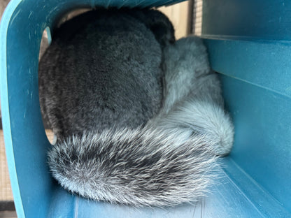 Chinchillas: S028 Mosaic RPA (angora) female chinchilla for sale (USA CCCU lineage)