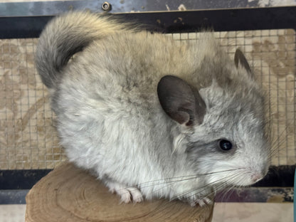 Chinchillas: S028 Mosaic RPA (angora) female chinchilla for sale (USA CCCU lineage)